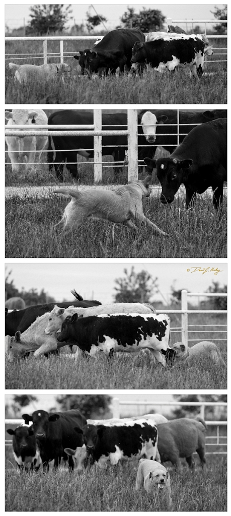 dozer cows